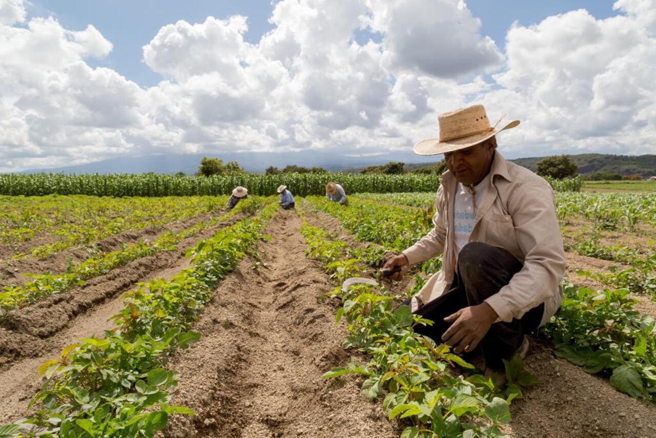 La escasa rentabilidad en el campo provoca la desesperación por falta ...