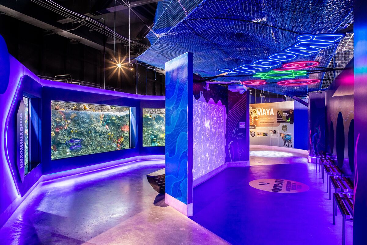 ¿Ya conoces el Acuario y Centro de Conservación Michin en la Ciudad de ...