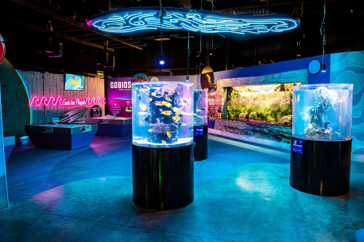¿Ya conoces el Acuario y Centro de Conservación Michin en la Ciudad de ...