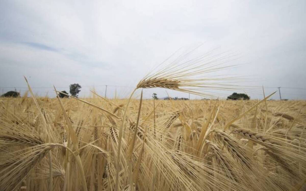 La falta de agua afectará la producción de trigo y cebada en Guanajuato ...