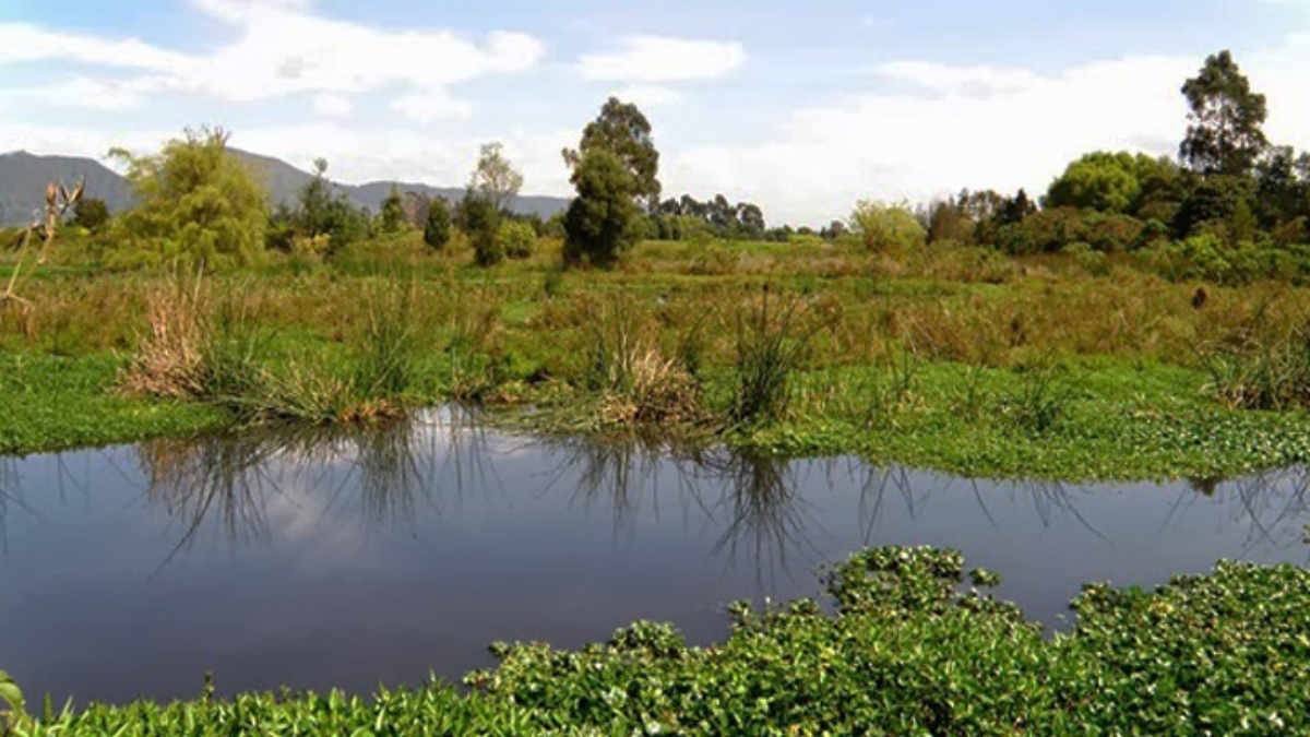 Los humedales costeros de agua dulce, el aliado oculto de México contra ...